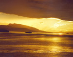 Bathed in Gold