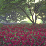 Blossom Carpet