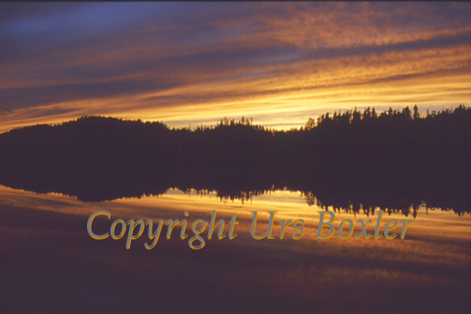  Codville Lagoon Glow 